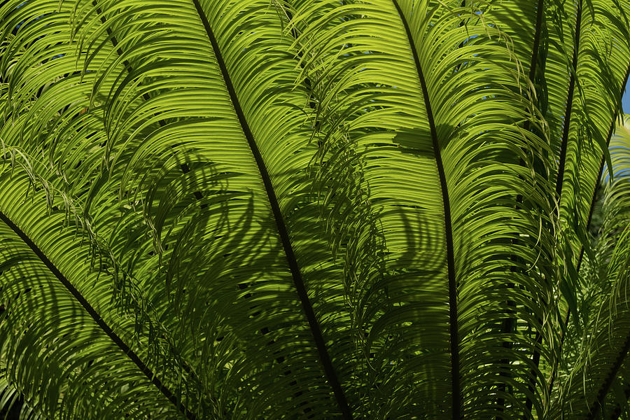 Tropical Green Rhythms - Feathery Fern Fronds - Horizontal View Upwards Left Photograph by Georgia Mizuleva
