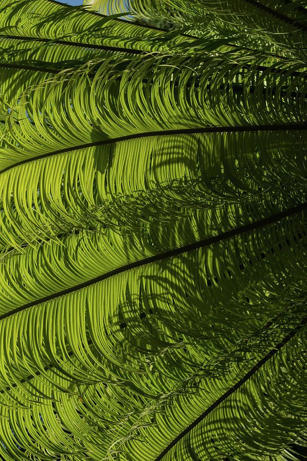 Tropical Green Rhythms - Feathery Fern Fronds - Left Vertical View Photograph by Georgia Mizuleva