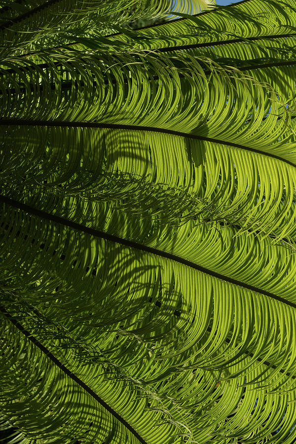 Tropical Green Rhythms - Feathery Fern Fronds - Right Vertical View Photograph by Georgia Mizuleva