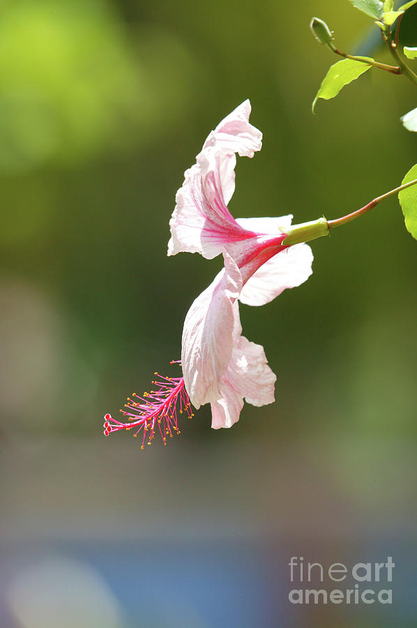 Tropical Hibiscus Photograph by Felix Lai