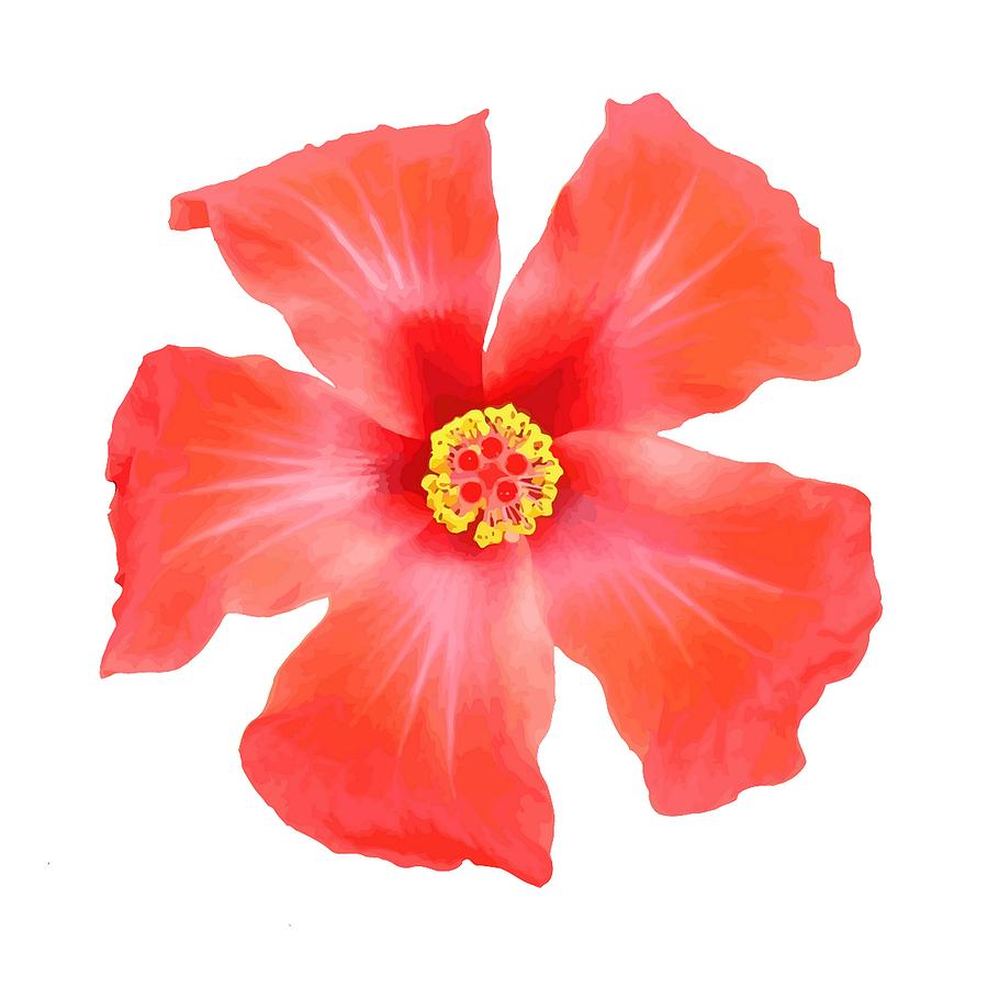 Tropical Hibiscus Flower Vector Digital Art by Taiche Acrylic Art