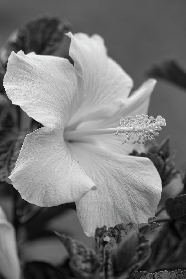 Tropical Hibiscus in Black and White  Photograph by Kathy Clark