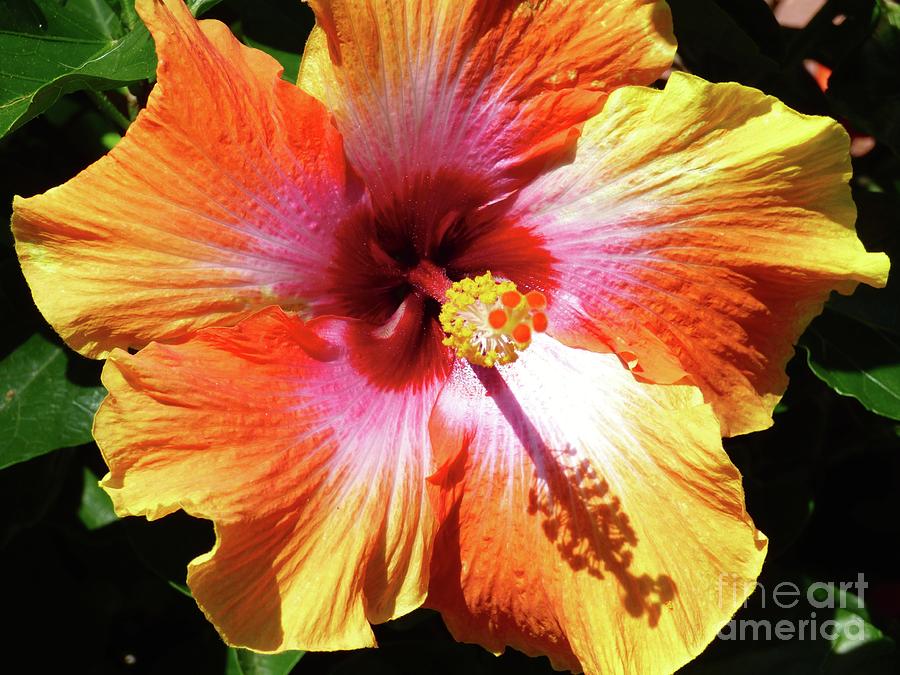 Tropical Hibiscus Photograph by Jean Wright