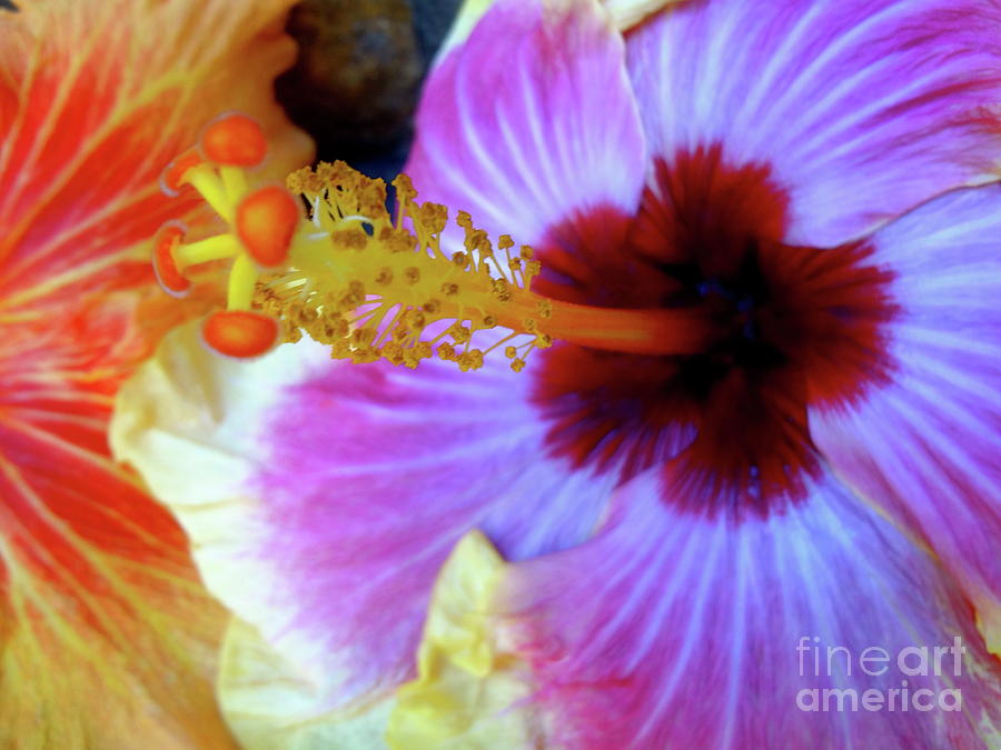 Tropical Hibiscus Photograph by Jenny Lee