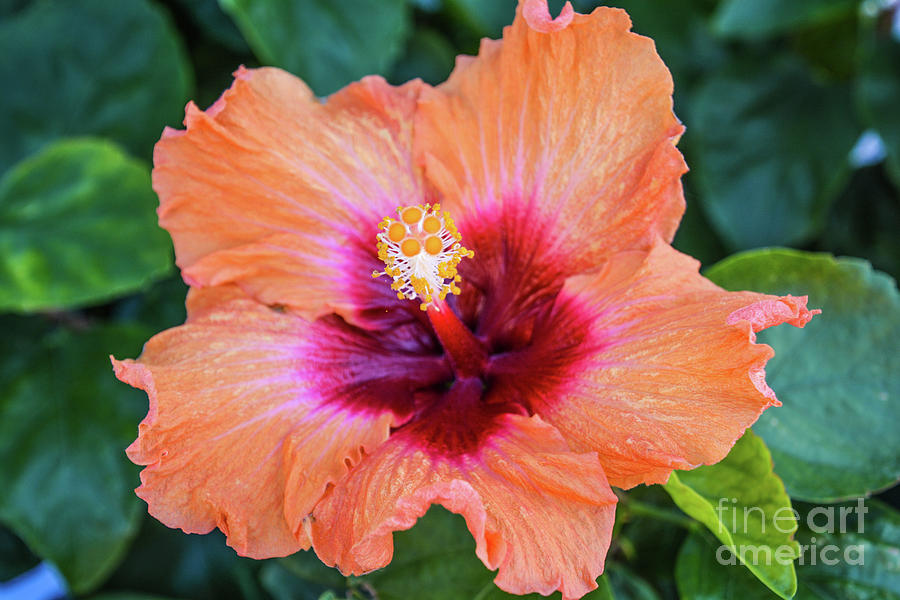 Tropical Hibiscus Photograph by Lisa Kilby