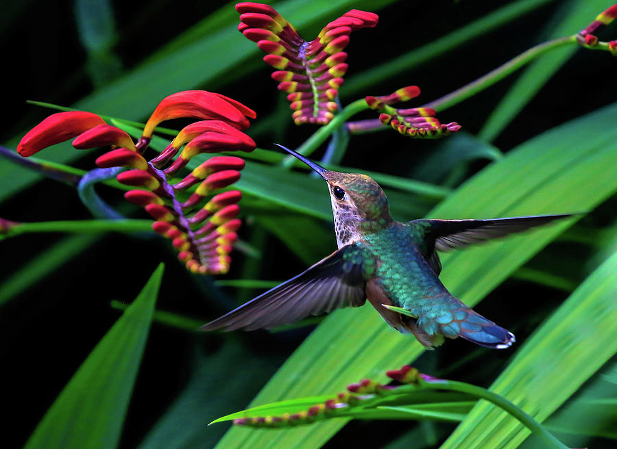 Tropical Hummingbird Photograph by Athena Mckinzie