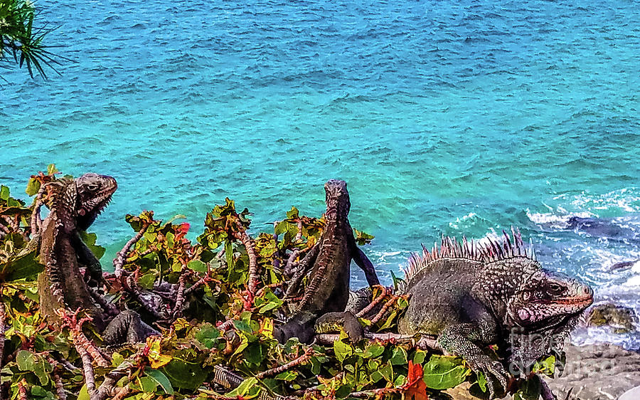 Tropical Iguanas Photograph by Colleen Kammerer