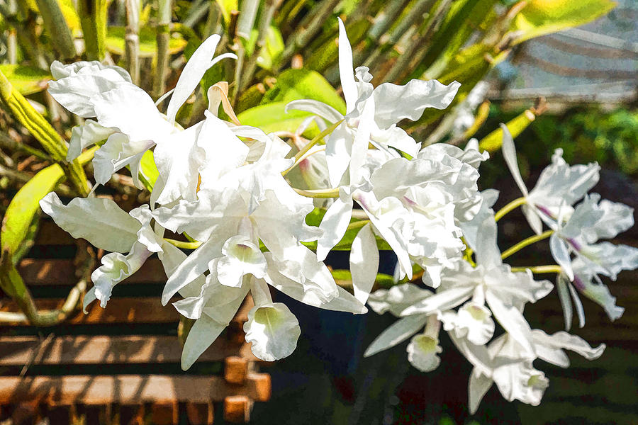 Tropical Impressions - Elegant White Orchids Painting by Georgia Mizuleva