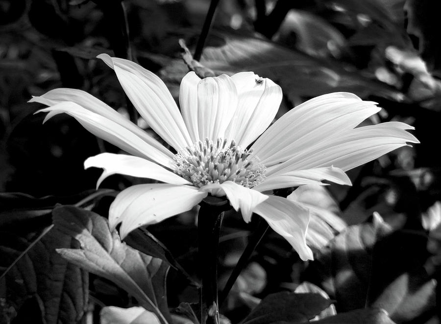 Tropical in Monochrome Photograph by Robert Meyers-Lussier