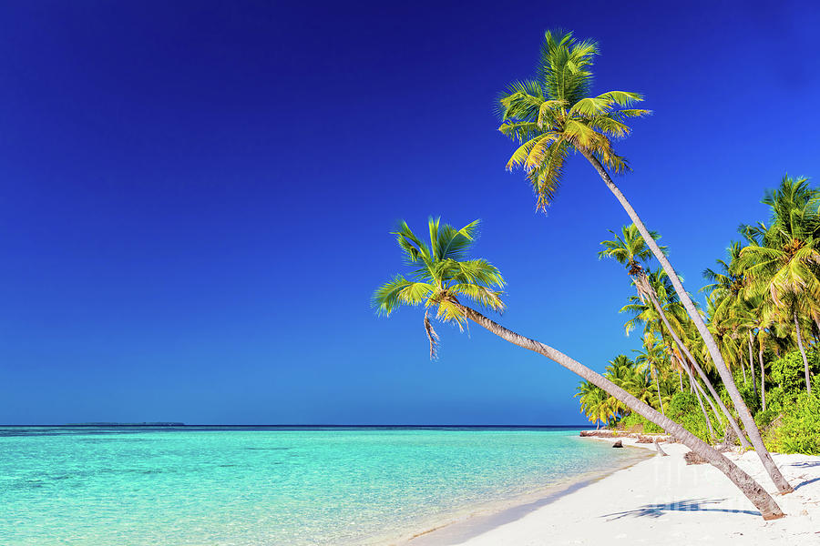 Tropical Island With Coconut Palm Trees On Sandy Beach Maldives