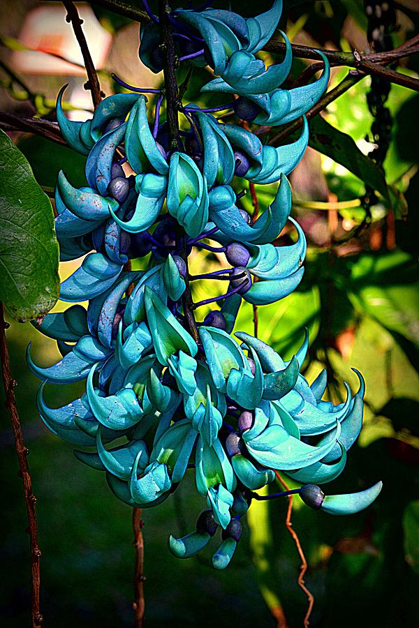 Flower Photograph - Tropical Jade by Lori Seaman
