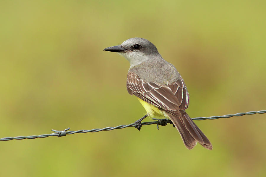 Bird Photograph - Tropical Kingbird by Aivar Mikko