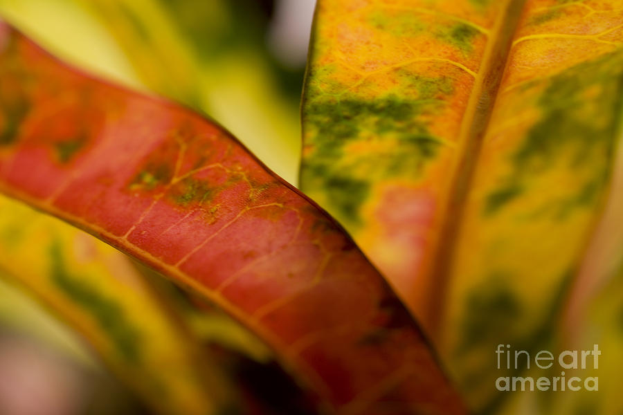 Tropical Leaf Abstract Photograph by Ray Laskowitz - Printscapes