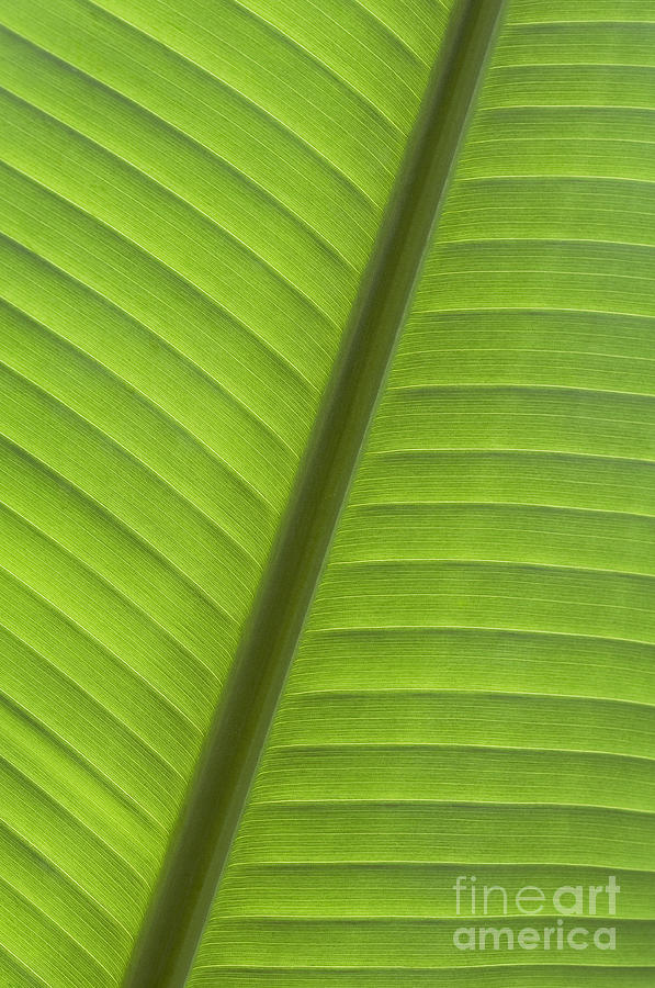 Tropical Leaf Detail Photograph by Joe Carini - Printscapes