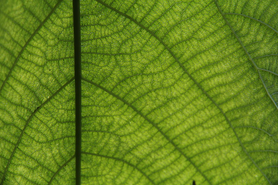 Tropical Leaf Green with Fuzzy Veins Photograph by Jennifer Bright Burr