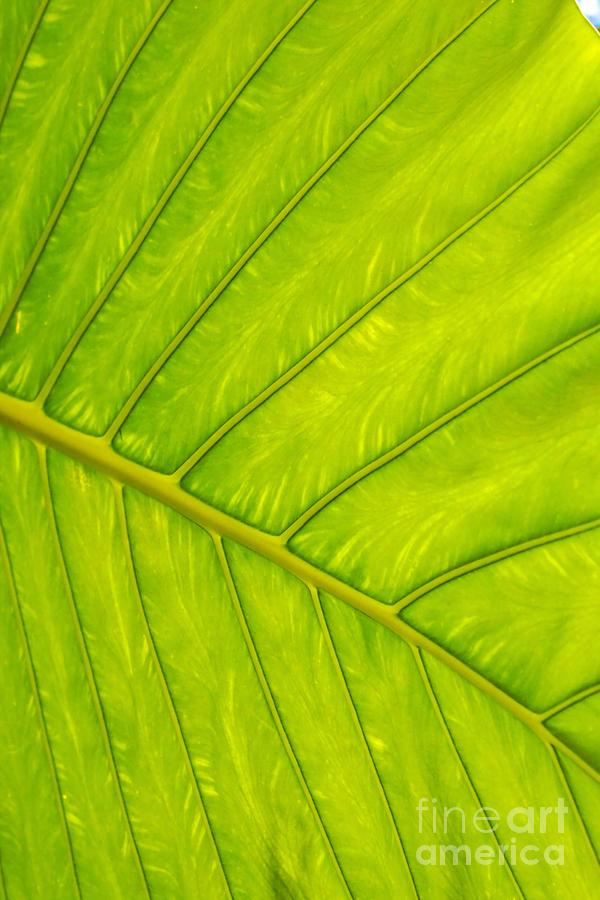 Tropical Leaf Vein Abstract Photograph