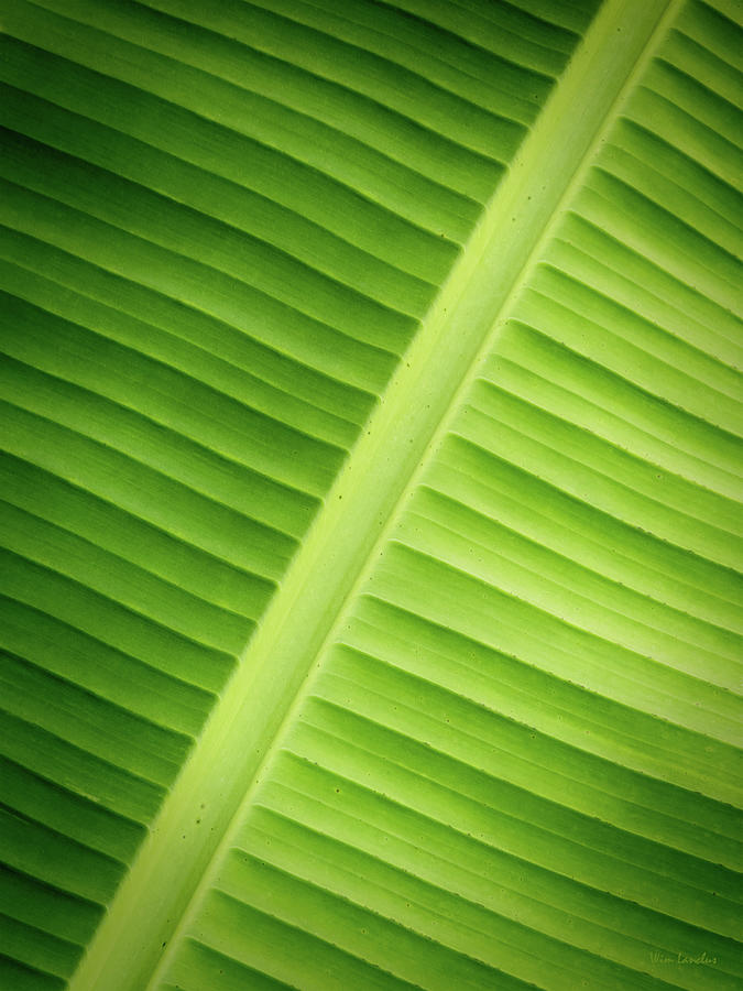 Tropical Leaf Photograph by Wim Lanclus