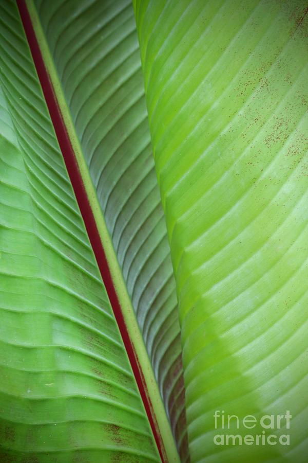 Tropical Leaves Photograph by Carol Groenen