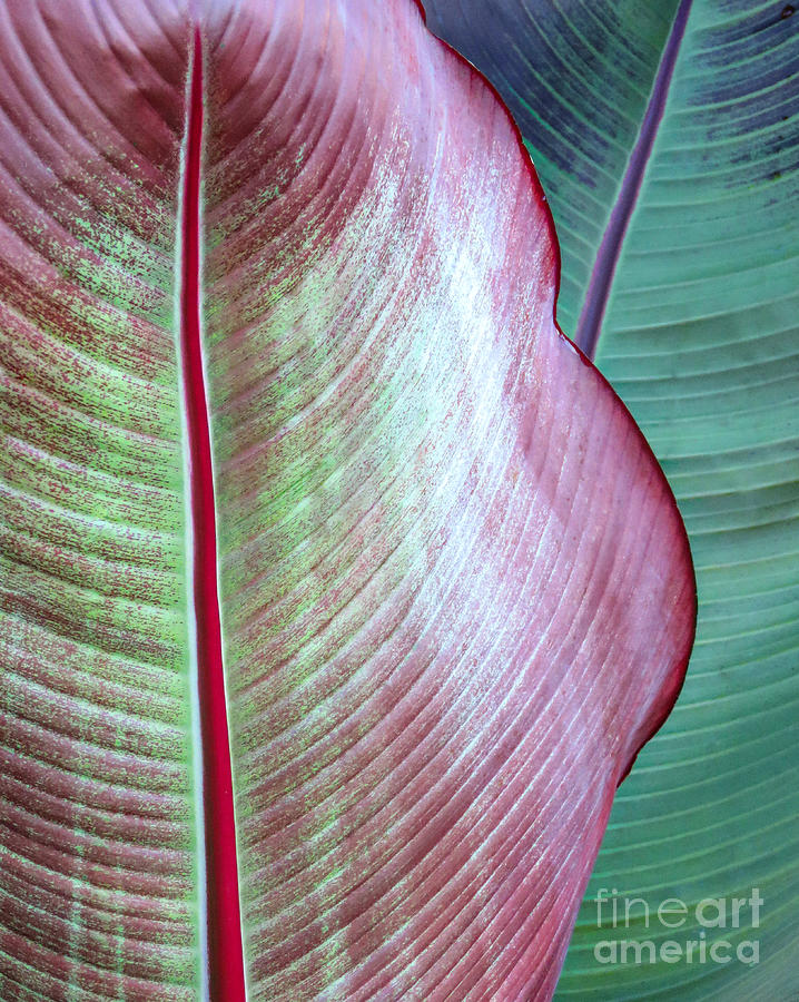Canna Leaves  Photograph by Janice Drew
