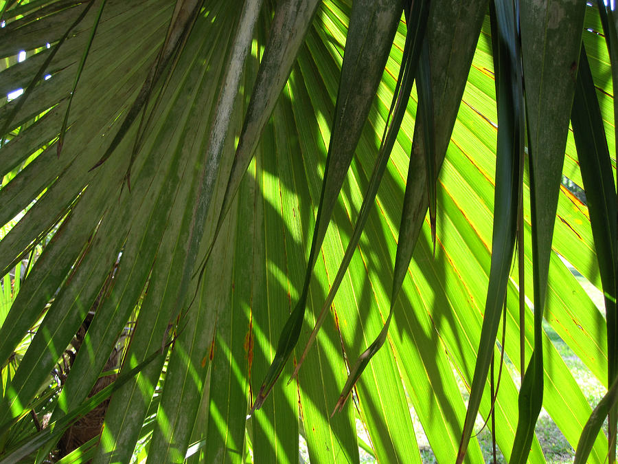 Tree Photograph - Tropical Light by Rosie Brown