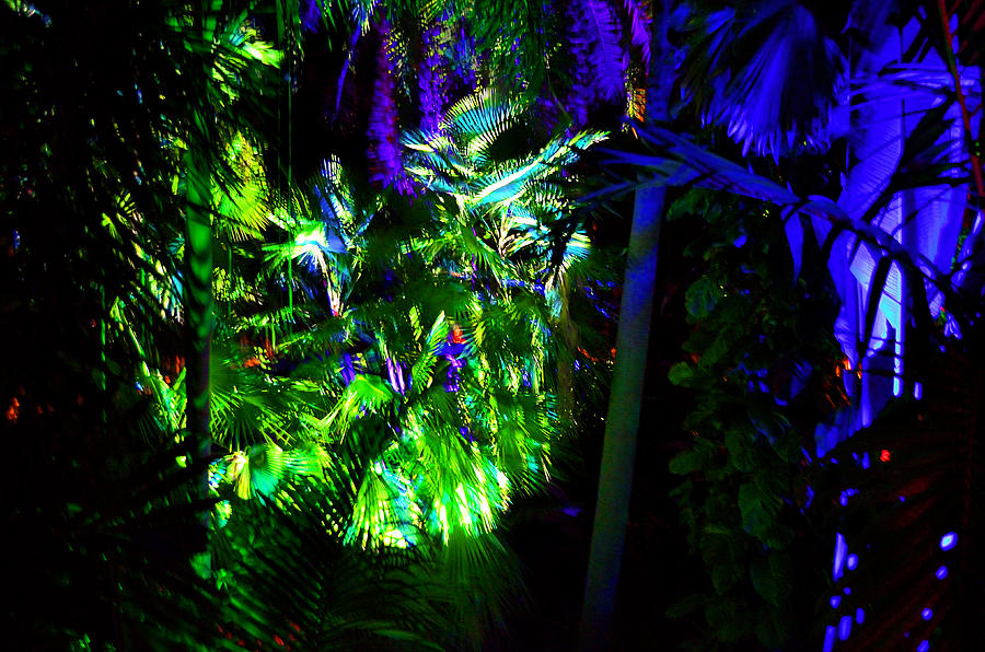 Into the Psychedelic Jungle Photograph by Richard Ortolano