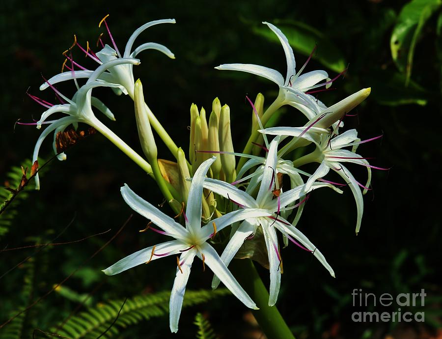 Tropical Lily Photograph by Craig Wood