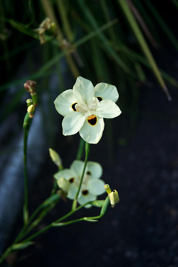 Tropical Lily Photograph by Douglas Barnett