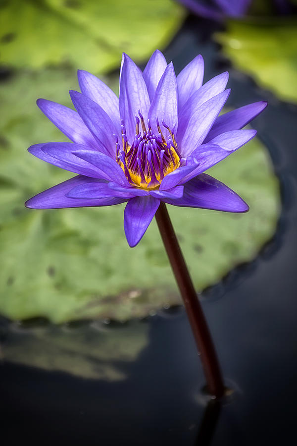 Tropical Lily 2 Photograph by Robert Fawcett