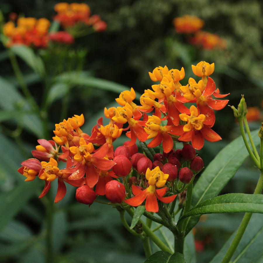 Tropical Milkweed Photograph by Adrian Wale