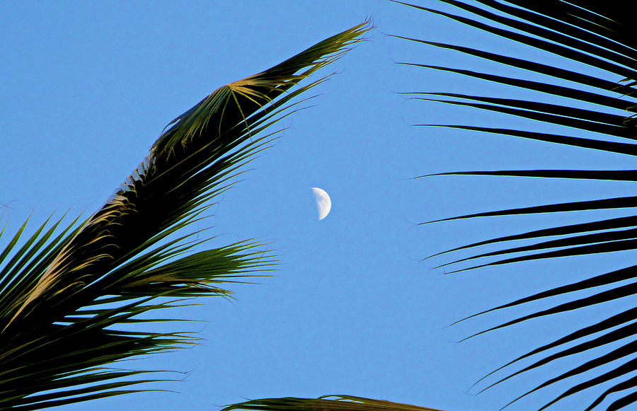 Tropical Moon Photograph by Robert Meyers-Lussier