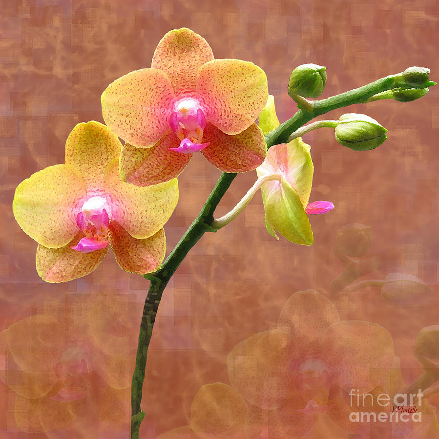 Orchids Digital Art - Tropical Moth Orchids by J Marielle