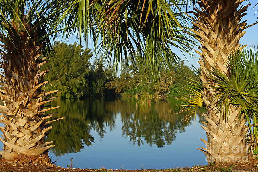 Tree Photograph - Tropical nature in Florida by Zalman Latzkovich
