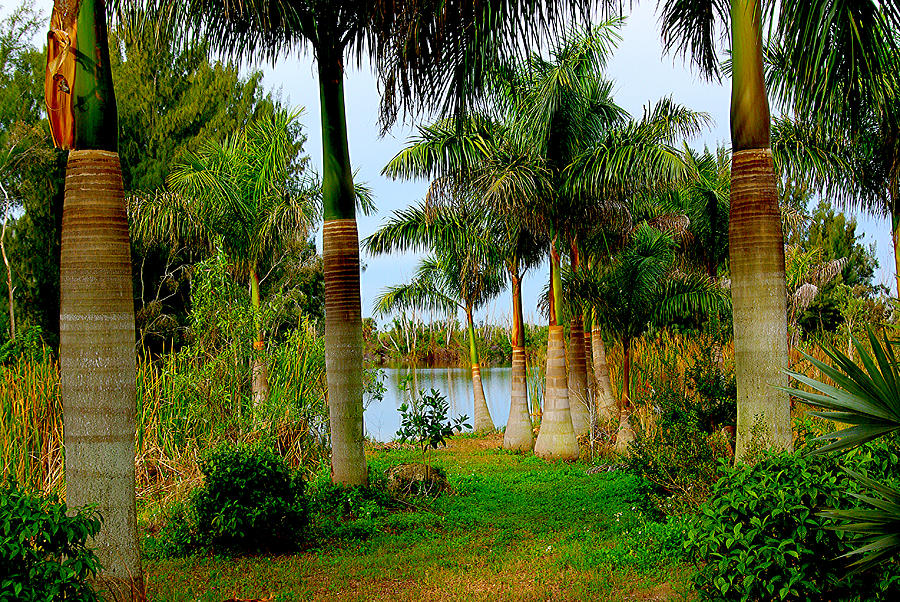 Tropical Photograph - Tropical Nature, Palm Trees by Lake by Zalman Latzkovich