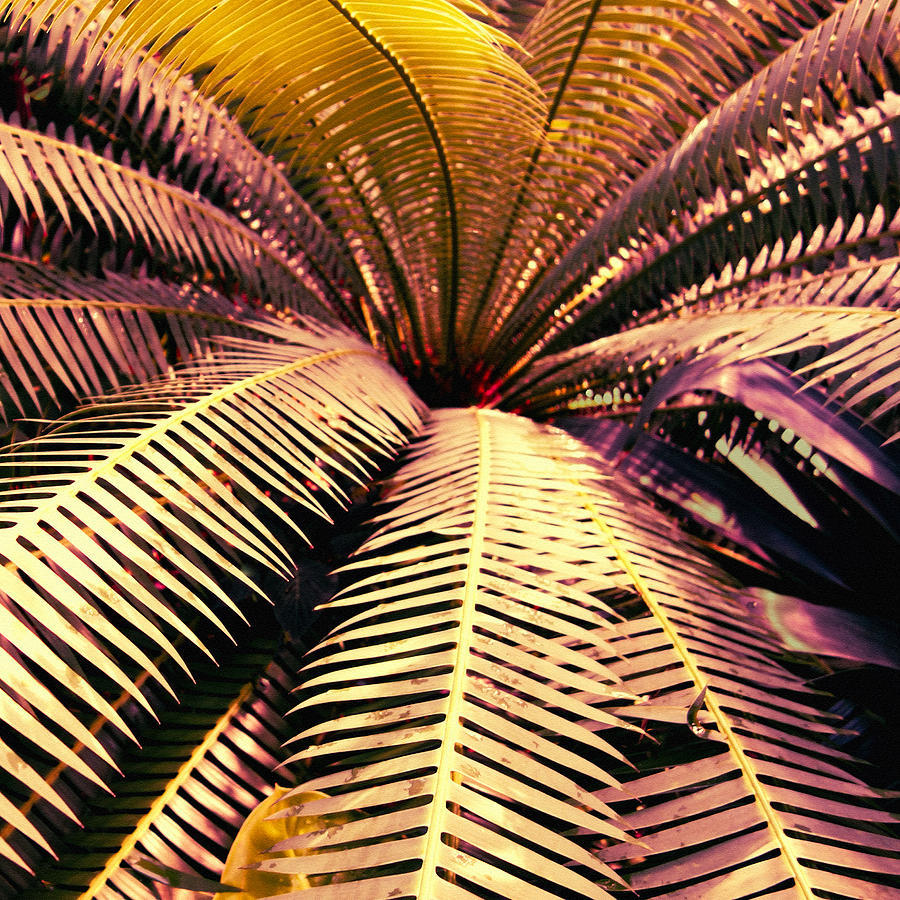 Tropical Night Delight - nature photo art Photograph by Ann Powell