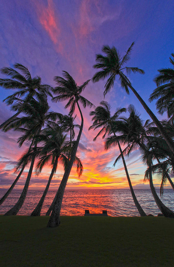 Tropical Nights Photograph by James Roemmling - Fine Art America