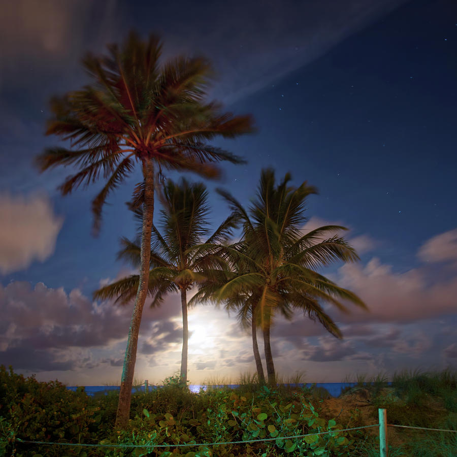 Tropical Nights Photograph by Mark Andrew Thomas