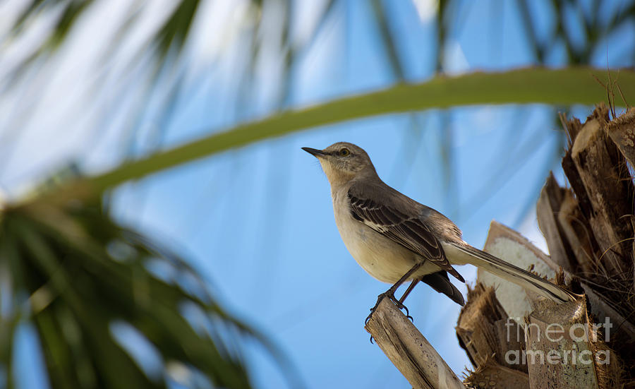 Tropical Northern Mockingbird Photograph by Carol Lloyd