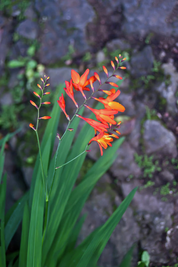 Lily Photograph - Tropical Orange Lily by Douglas Barnett