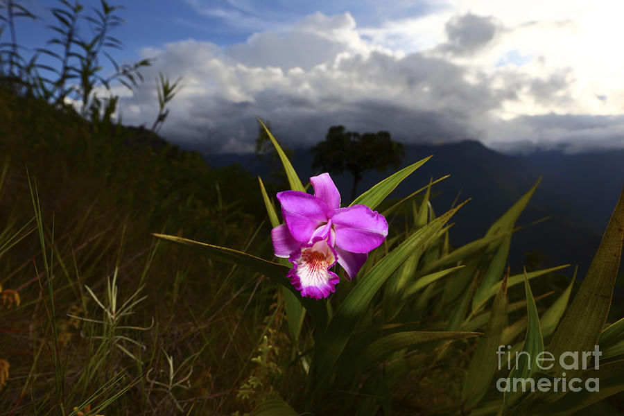 Tropical Orchid Beauty Bolivia  Photograph by James Brunker