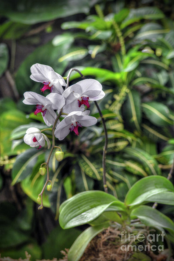 Tropical Orchids Photograph by Savannah Gibbs