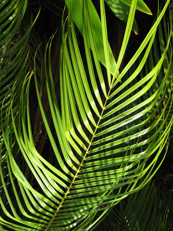 Tropical Palm Photograph by Carol Sweetwood