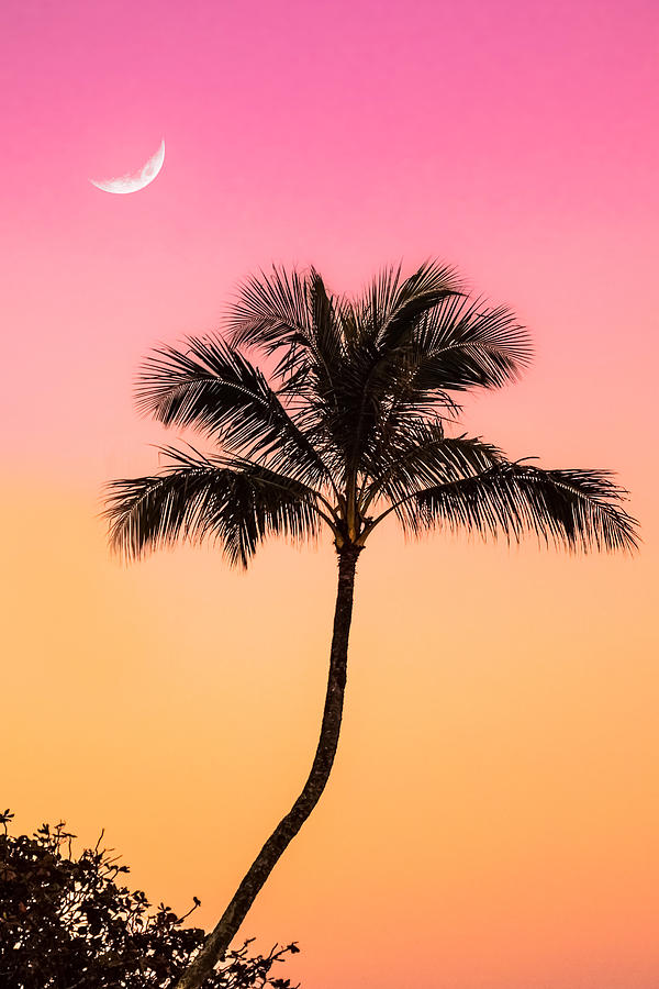Tropical Palm Photograph by James Roemmling
