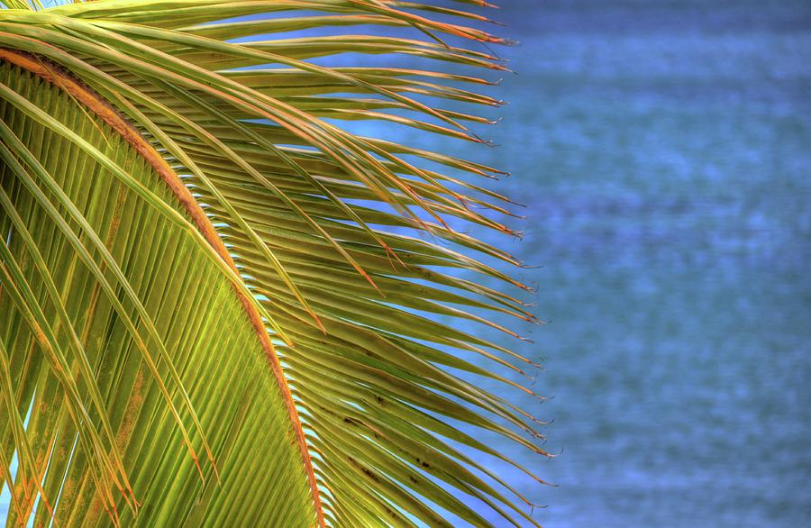 Tropical Palm Photograph by Kelly Wade