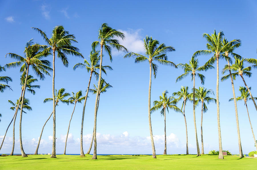 Tropical Palms Photograph