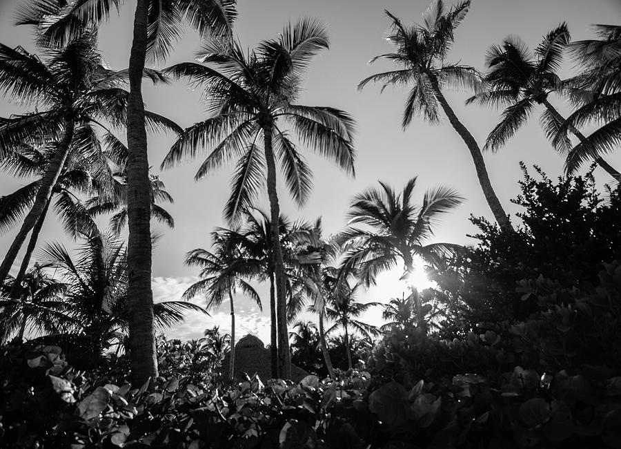 Tropical Paradise in B and W Photograph by George Kenhan