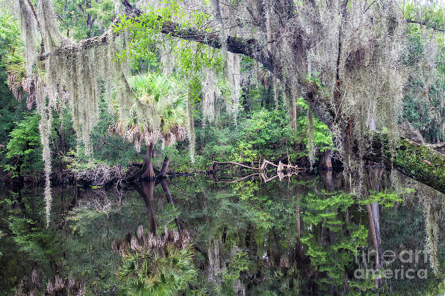 Tropical Paradise Through The Window Of Spanish Moss Photograph by Felix Lai
