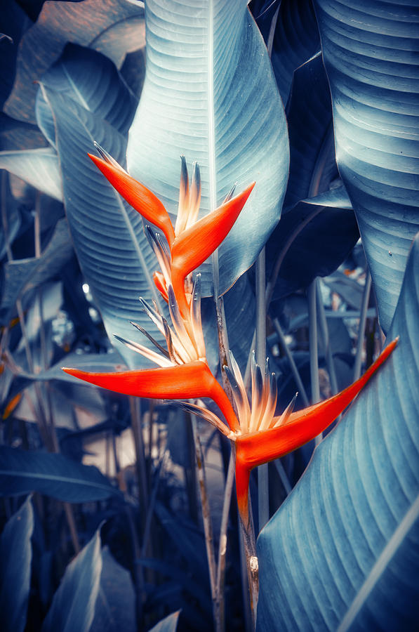 Flower Photograph - Tropical Parakeet Flower by Konstantin Sevostyanov