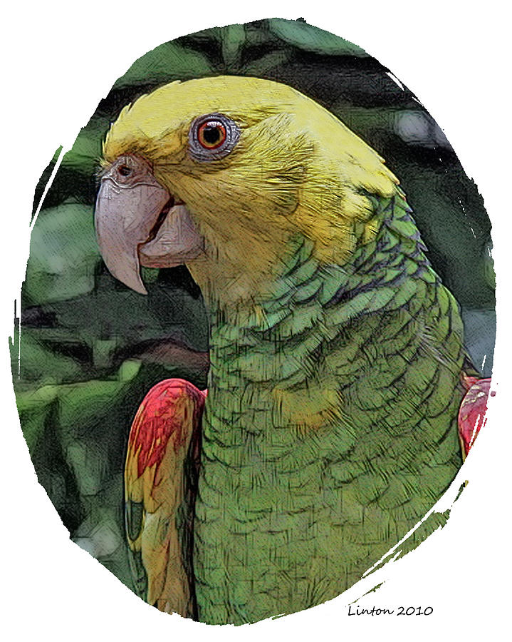 Tropical Parrot 2 Digital Art by Larry Linton