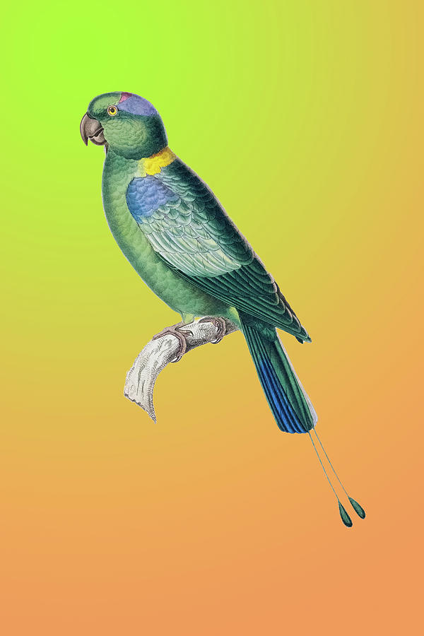 Tropical Parrot like Bird with Long Tail Photograph by Douglas Barnett