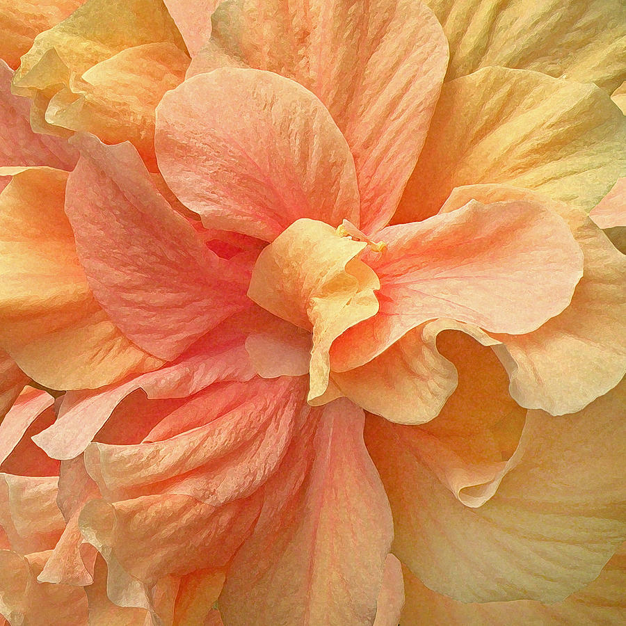 Tropical Peach Hibiscus Flower Photograph by Deborah Smith